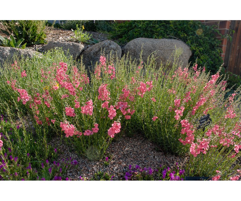 Coral Canyon Twinspur